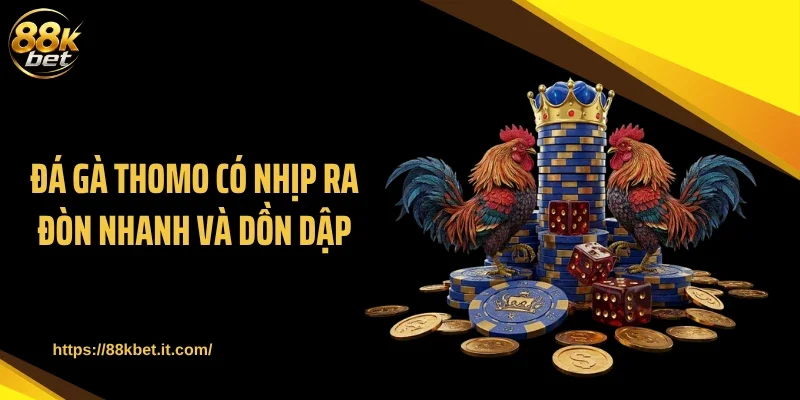 Đá gà Thomo có nhịp ra đòn nhanh và dồn dập