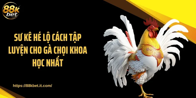 Sư kê hé lộ cách tập luyện cho gà chọi khoa học nhất