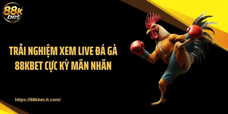 Trải nghiệm xem live đá gà 88KBET cực kỳ mãn nhãn