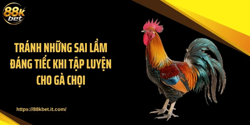 Tránh những sai lầm đáng tiếc khi tập luyện cho gà chọi
